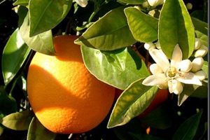 Aceite esencial de naranja