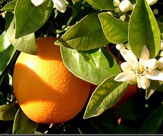 Aceite esencial de naranja