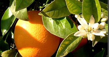 Aceite esencial de naranja